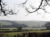 ww-view-tree-31